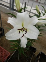 [4583 VH59 Tuparro No02.JPG]